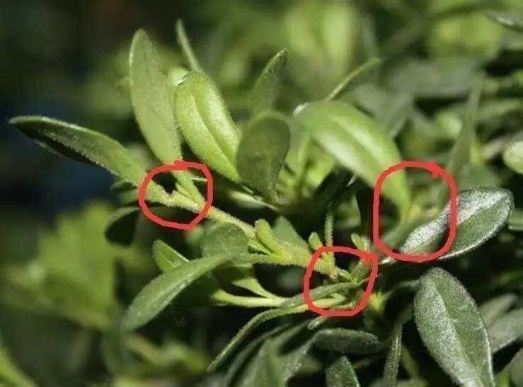 枝条|这6种花,要经常“摘心”,分枝多开花多,株形更丰满