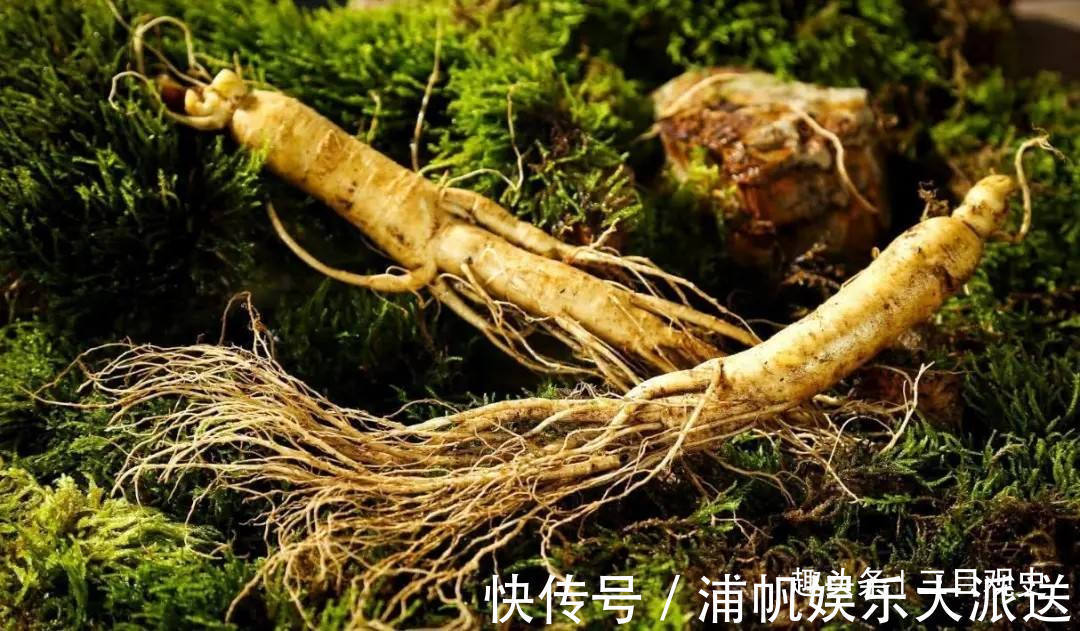 阮葵生!中国人荒唐的人参迷信与胡萝卜成分相近,为何还信了几千年