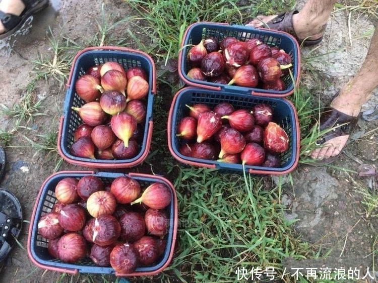 学会|女人爱美,学会吃3种食物,补充营养,延缓衰老,增强抵抗力