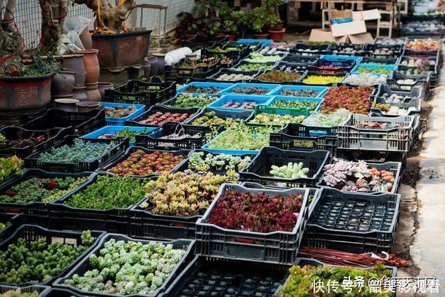 网上买花木,是我不得不说的病!大家都交过宿迁神苗的智商税吧?