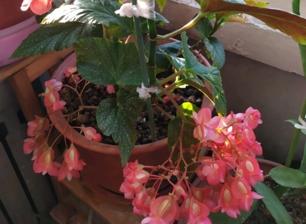 耐阴怕晒的花,一晒叶子就发黄干裂,放阴凉地养得好!