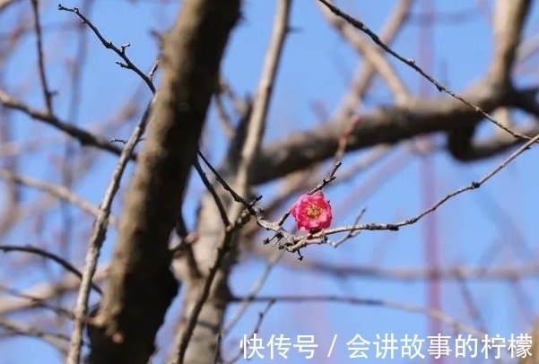 寻找诗意荡漾的孤山梅花 奔赴一场冬日浪漫 快资讯 寻找诗意荡漾的孤山梅花 奔赴一场冬日浪漫 快资讯