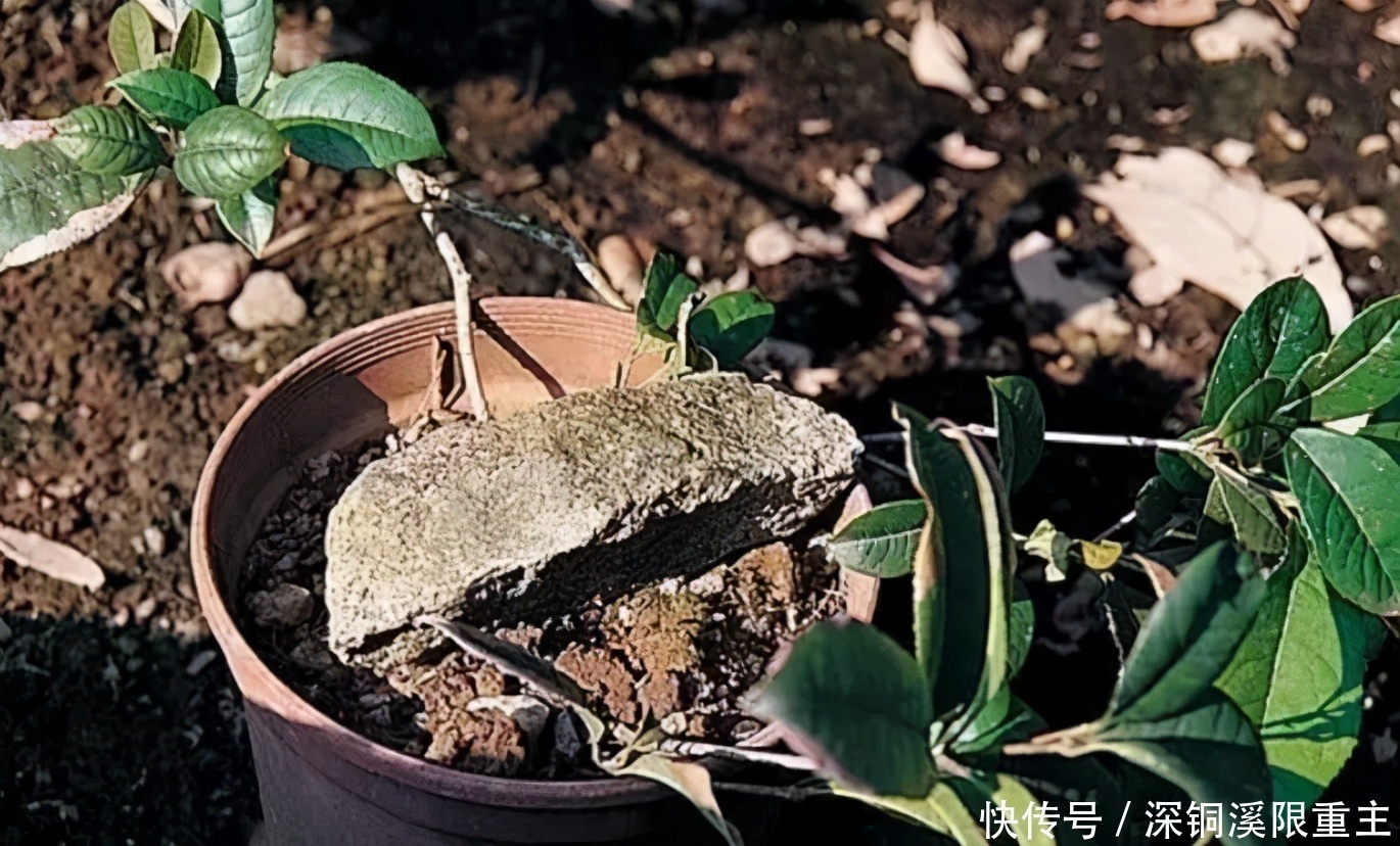 扦插好方法养花繁殖下一代,试试这3招,简单好使