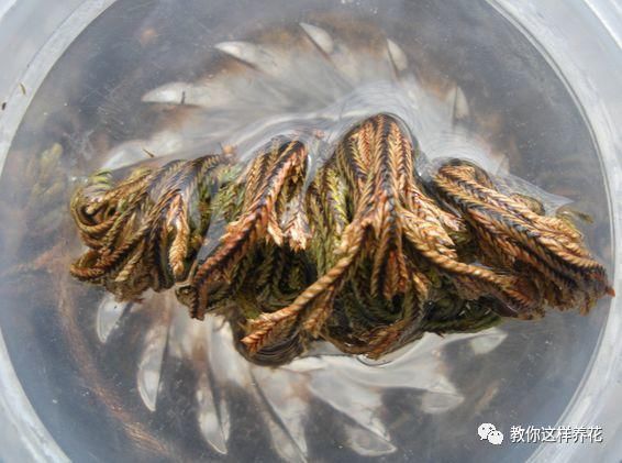 垂盆草|屋顶上的野草,人称“房神”,别再拔了,是福气!