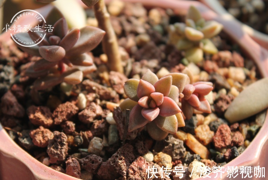 多肉叶插出芽后，遵循“4字”原则，安全过渡，保命为主