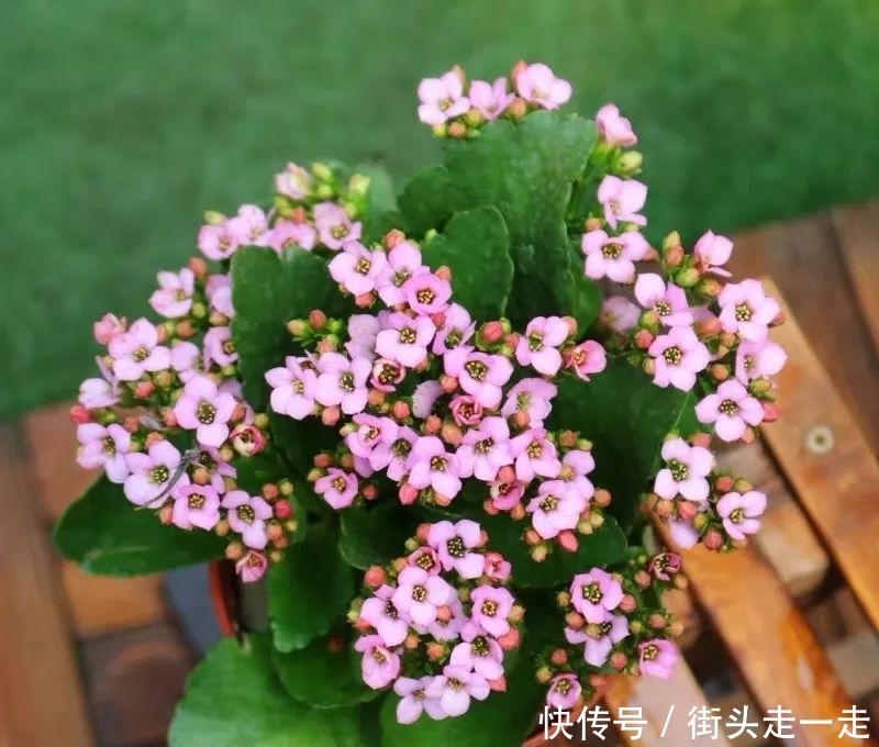 45种长寿花,个个都美爆了,你家养了多少种?