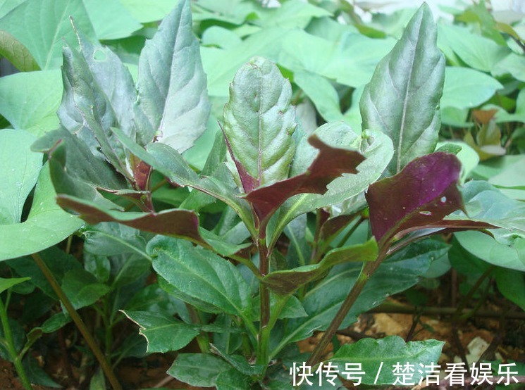 栀子花|农村以下3种野菜,能清热解毒,美容保健,效果非常好