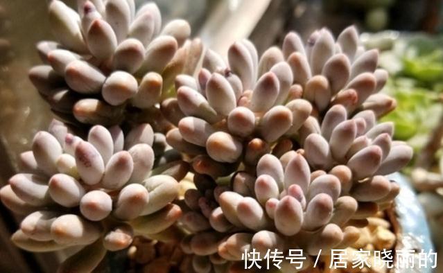 夏季|多肉婴儿手指养出状态叶色粉嫩不输桃蛋，但度夏也是老大难