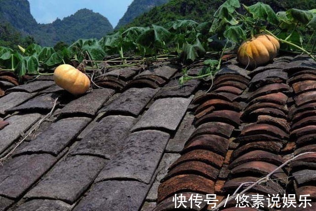 风景|你家南瓜在土里,我家南瓜长腿,爬房顶上看风景!