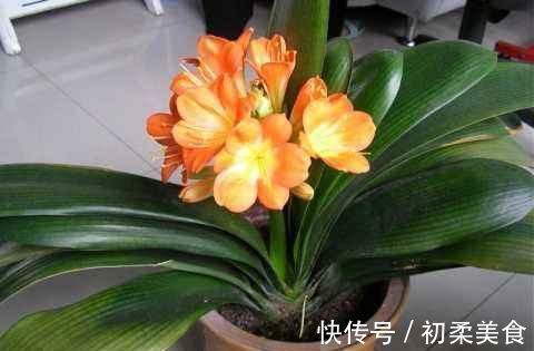 捡点“它”丢在君子兰盆里，疏松透气、养根，开花不夹箭