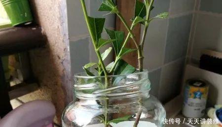 水培栀子花生根后土栽,成活率高服盆快