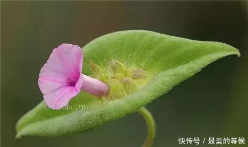 奇花、奇花、奇花、罕见奇花,赶快打开欣赏吧