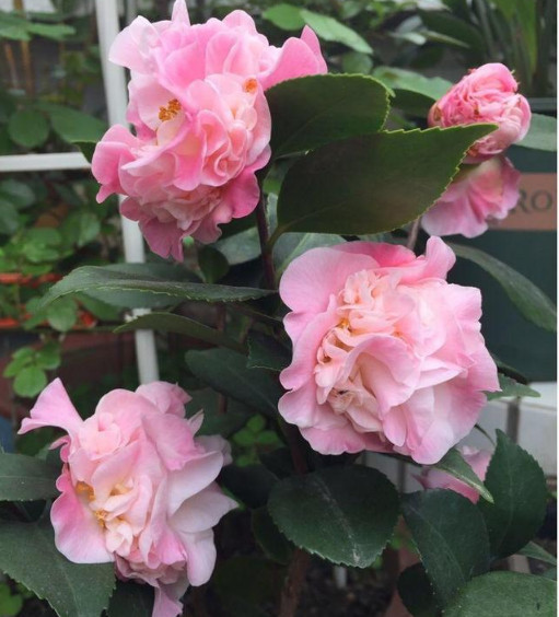 花艳叶绿|想要花卉养的好，学会关键1招，不黄叶不生虫，年年开花不断，赞