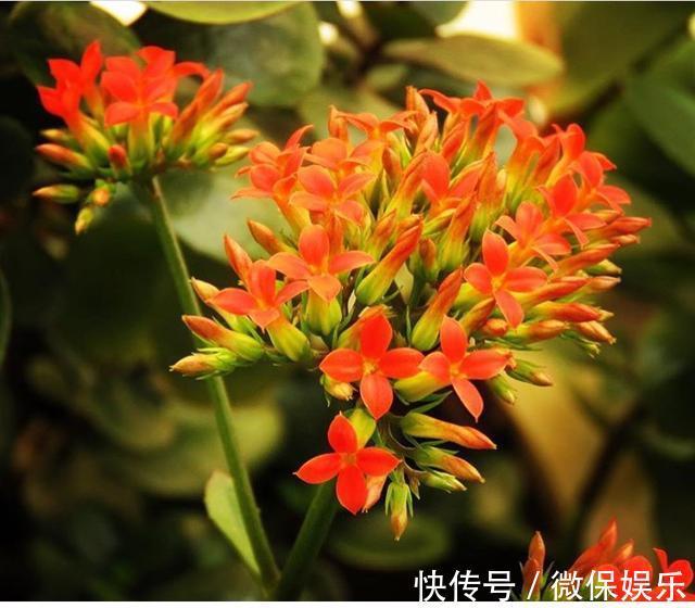 花盆|养殖长寿花,喂点“肥料”,一个月后就会很快“爆盆”