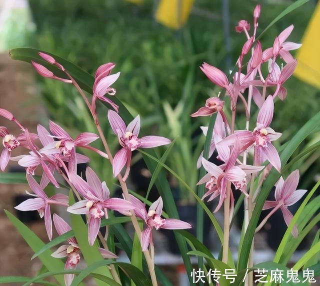 红艳|别小看这款兰花，它色香味俱全，花色红艳无比，能四季都开花