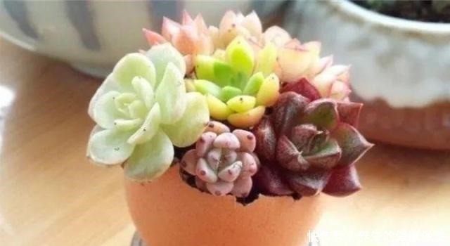 多肉花盆年年买不如换成这种，省钱又实用！多肉花盆年年买不如换成这种，省钱又实用！