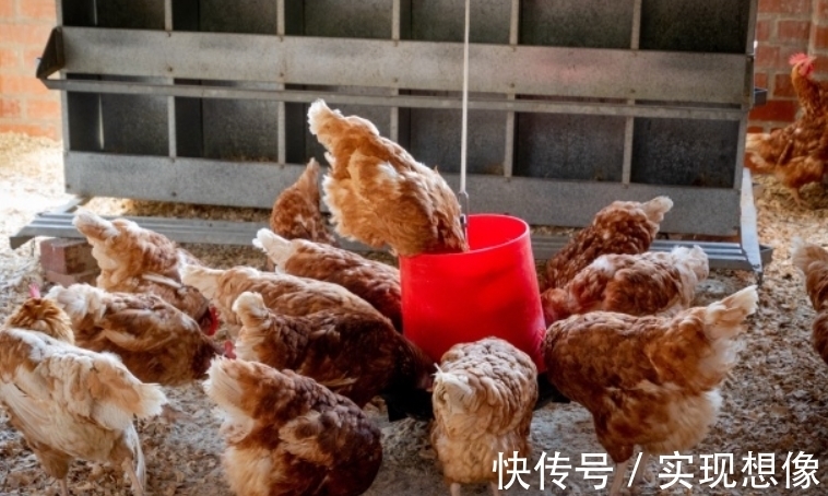饲料|什么原因导致鸡子得了腺胃炎,很多人都在这里犯错