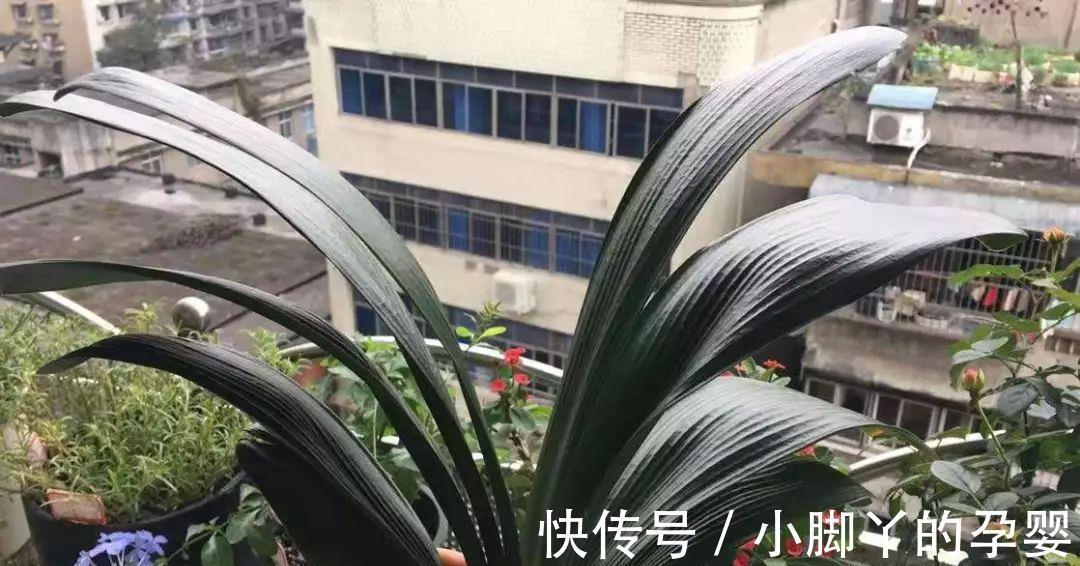 小心养护的君子兰,轻轻一提,发现根全没了,咋回事