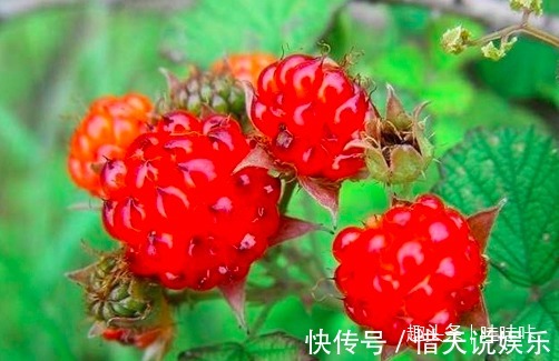 巴氏杆菌|农村这种水果,拿城里能卖50块钱一斤,全身都是宝!你吃过吗