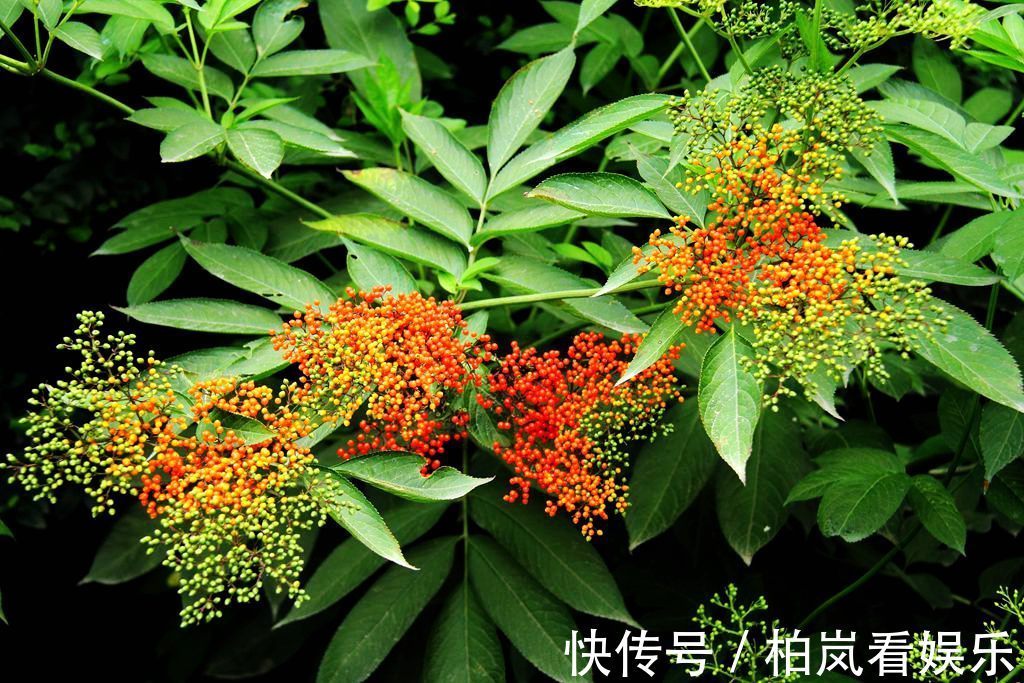 小儿麻痹后遗症|一分钱不花就可治疗颈椎病腰椎病的草药,血满草,接骨草