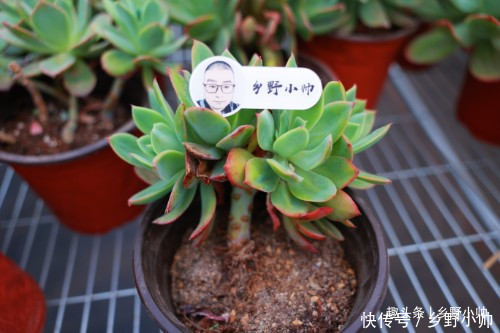 火莲花|这种多肉鲜艳漂亮,而且容易养出老桩缀化,适合新手