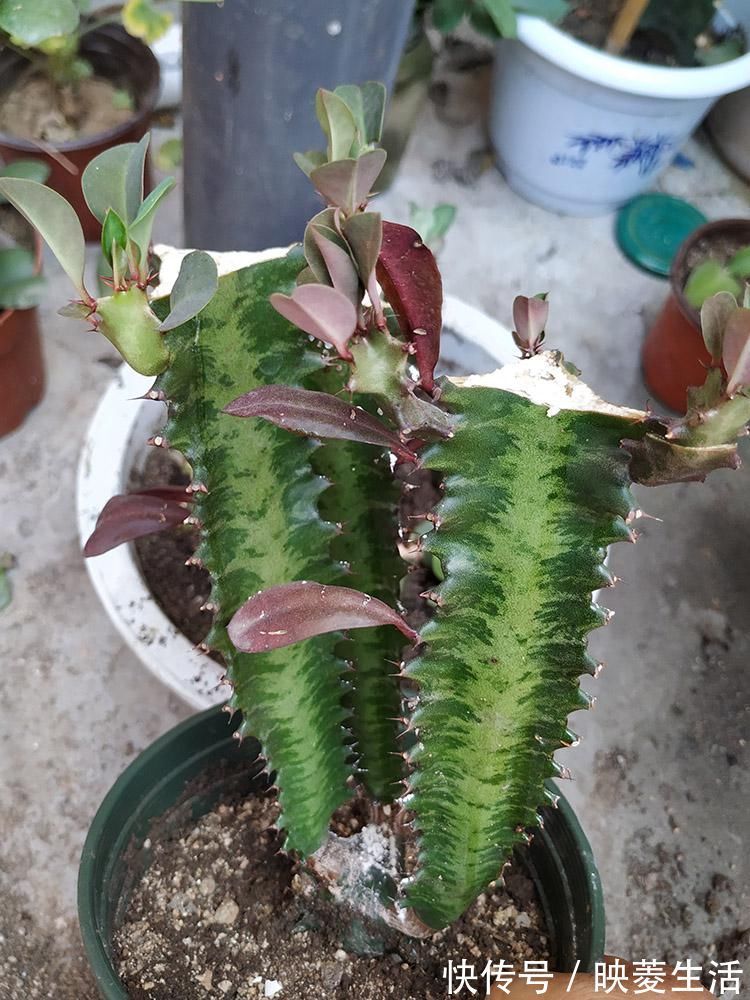 龙骨|2个“大窍门”，扦插龙骨棒，3年窜屋顶，九柱龙镇宅又强壮