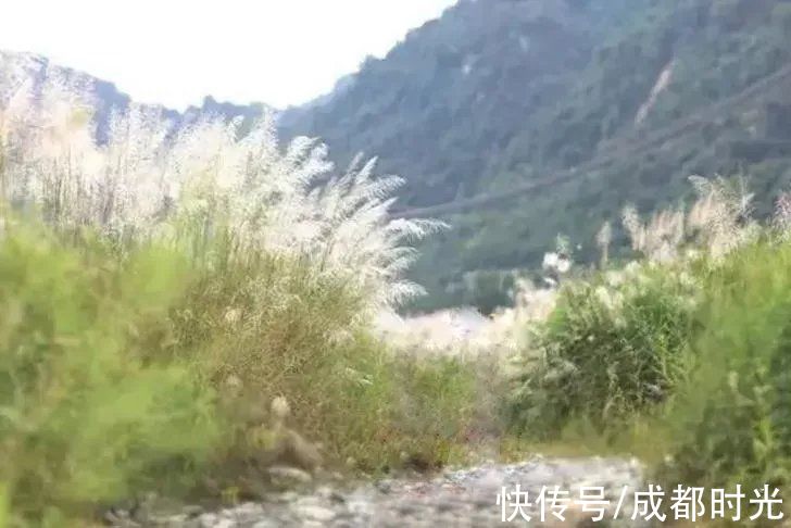 芦苇凼|成都初秋 走进这一片芦苇凼 可以徒步上山 可以古镇悠闲