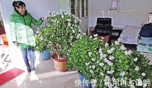 富贵竹|“6种旺财花”,房子小也要养1盆,开花更是好兆头,富贵吉祥