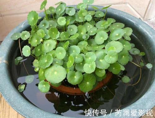 招财|客厅养花有讲究,6种花招财又美观,富贵人家都养了