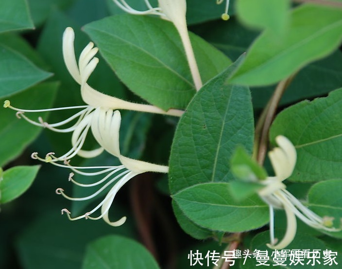 子风藤|此花为夏季解暑必备,迷人优雅小巧别致,寓意着成双成对不分开