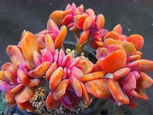 多肉彩虹糖,精致版的紫乐,容易上色喜欢群生,新手也可以放心养