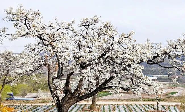 春风十里，临洮梨花含苞等你