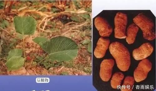 鸡血藤|这草药,既可治腰痛,又可治关节痛,还可治神经痛