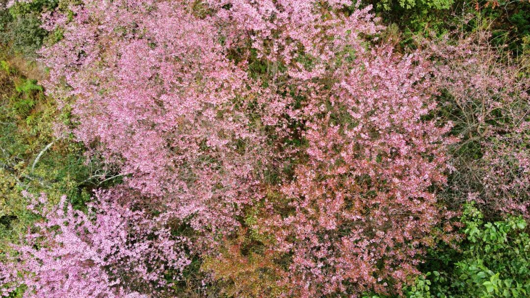 施甸：满山樱花，层林尽染