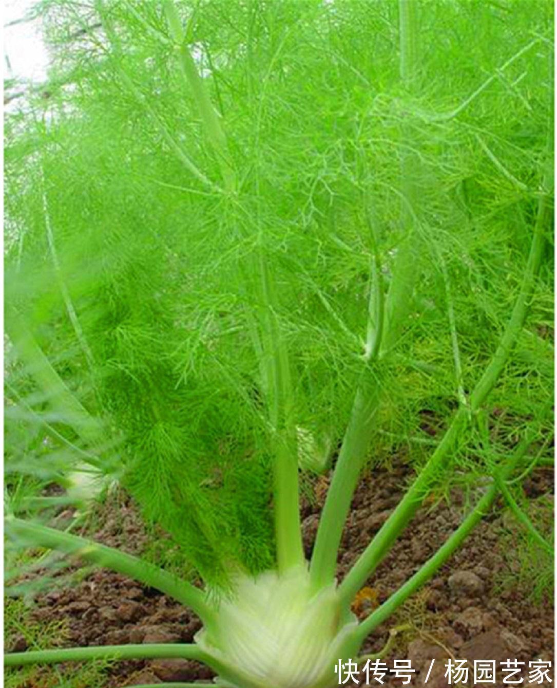 土茴香|农村这种植物,会散发令人刺鼻的气味,殊不知它全身都是宝