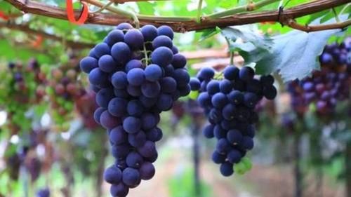 消化|立秋过后，多吃“两菜两果”，做好3事，助消化，脾胃舒服人轻松