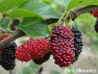 吃桑葚好处多, 抗氧化、延缓衰老，可2类人一口不能吃