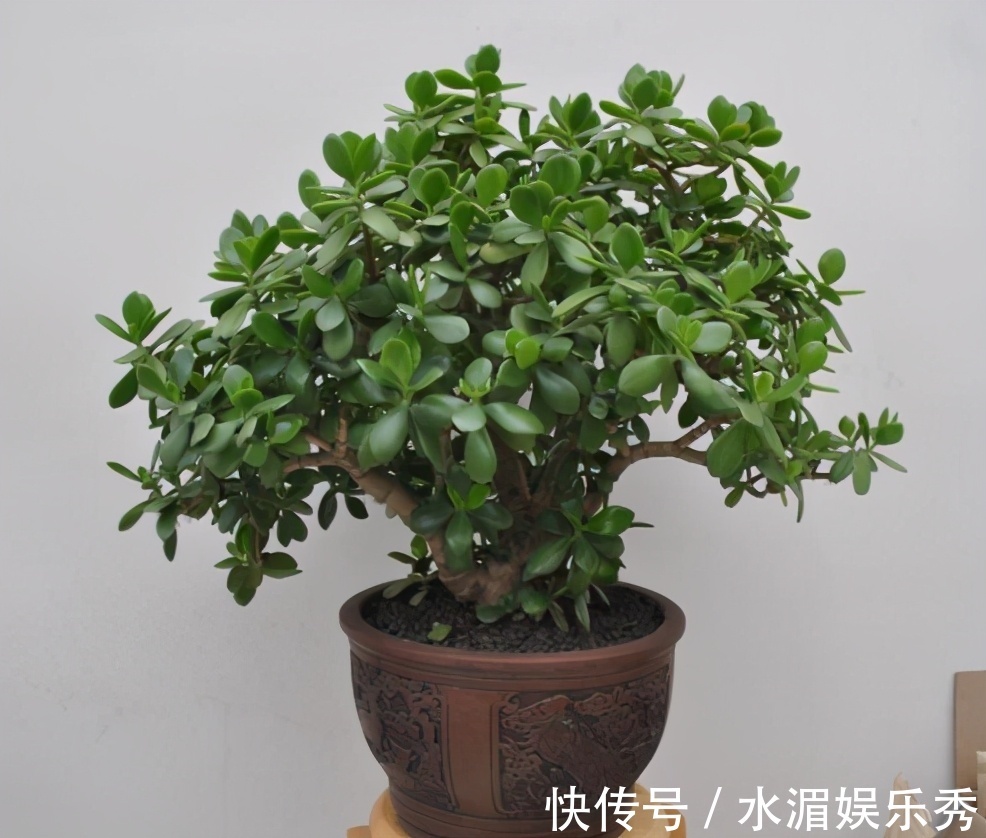 羊粪|玉树的养护“诀窍”,夏季掌握好,蹭蹭长新叶,越养越茂盛