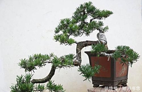 罗汉松|1种“盆景”,有长寿、吉祥的寓意,适合客厅养,比啥花都强