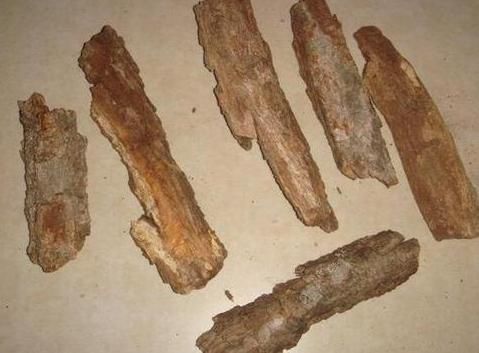 趁着冬日的最后时光，多捡些树皮、枯枝叶备用养花吧！