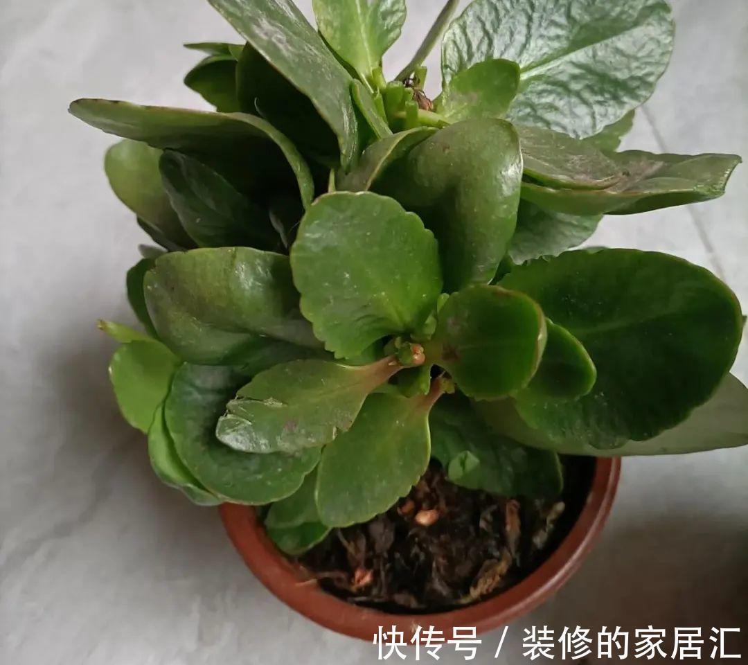 6种花别养老桩,越老越不开花,赶紧扦插备份