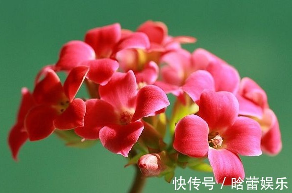 有种花叫“养不死”,年年不用管,花开绚烂,养花杀手必备!