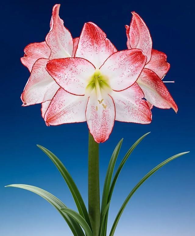 朱顶红美起来，就没其他花什么事儿，27个品种一个赛一个的美