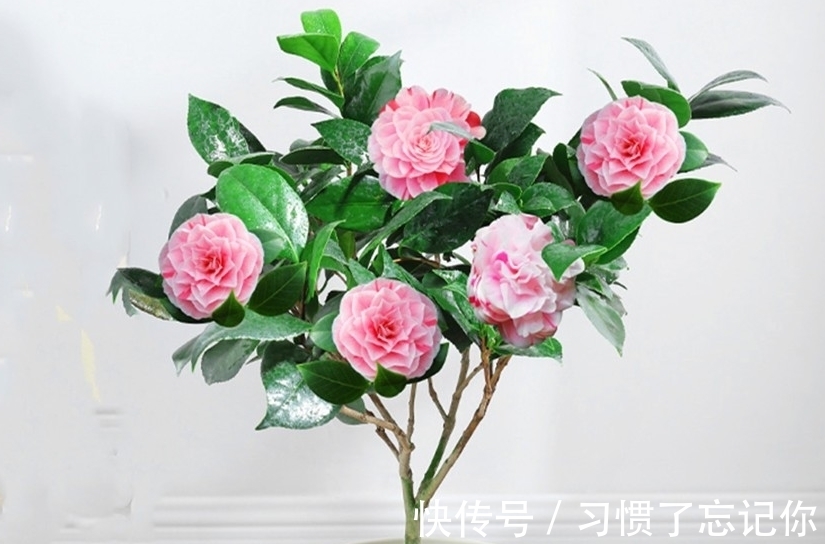 肥料|初春养茶花,记住三个事项和注意要点,不落蕾也不掉叶