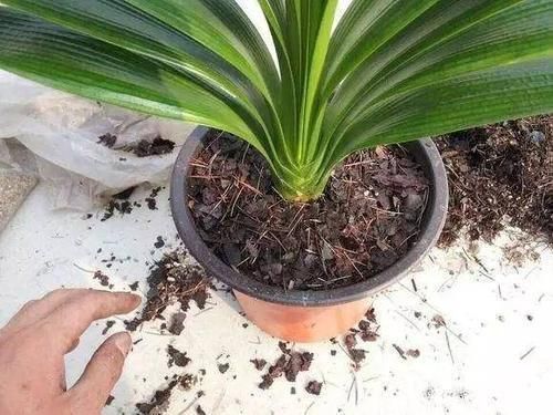 养花|养花土从不不消毒?难怪养花总是长不好,教你1招,养啥都旺!