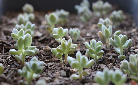 肉友不知道的多肉小苗养护方法