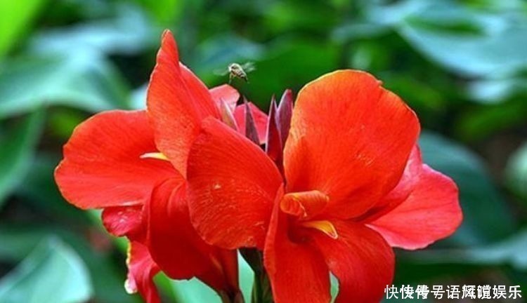 紫苑紫苑花|养花就养此4种,比绿萝好养,花开一朵,满屋子香气