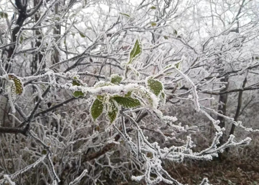 雾凇|今天杭州这里，下雪了！！！！