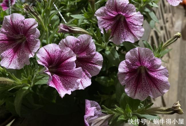 警告:新手养花人常踩中的“雷区”,该早知道