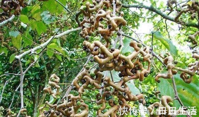 鸡爪梨|李时珍说它“去膈上热，润五脏”，长在路边无人识，可惜了